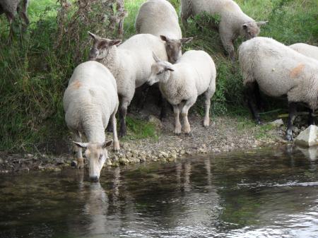 Sheep drinking at the river