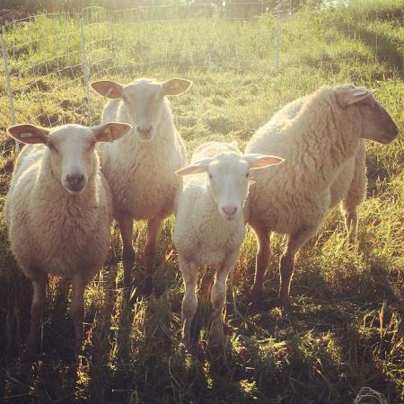 Sheep Farm