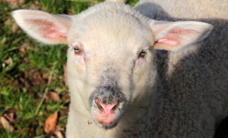 Sheep Farm