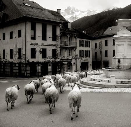 Sheep in old french village