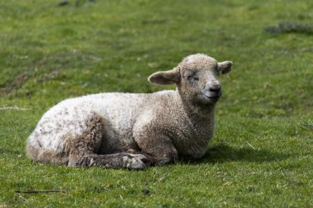 Sheep Lying in the Grass