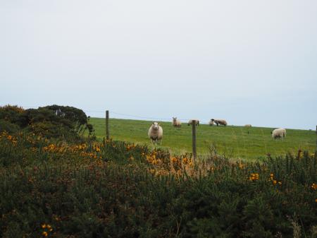 Sheep on Top of Grass