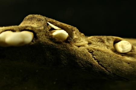 Sheep skull closeup