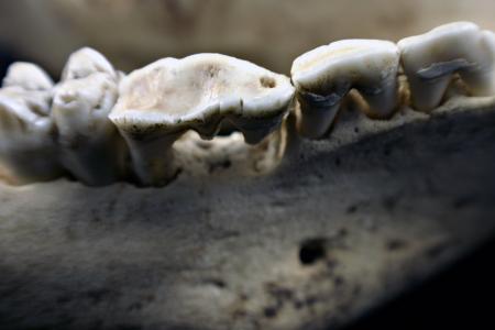 Sheep skull closeup