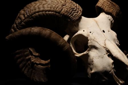 Sheep Skull with Big Horns