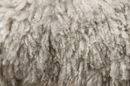 Sheep Wool Fabric