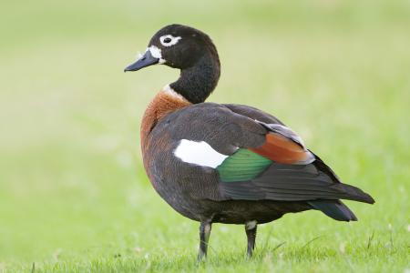 Shelduck