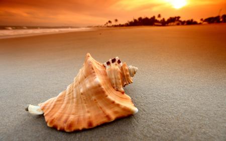 shell on beach
