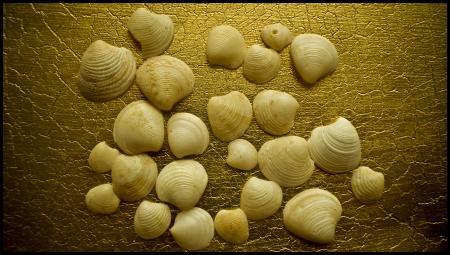 Shells on gold texture