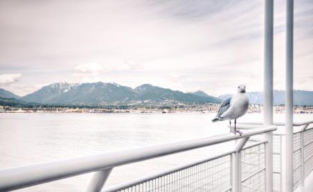 Ship View of White Bird on White Steel Rail during Daytime