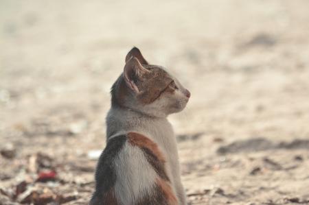 Short-coated Black Orange White Cat