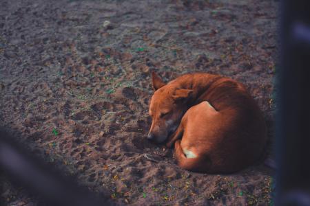 Short-coated Dog Sleeping on Soil Ground at Daytime