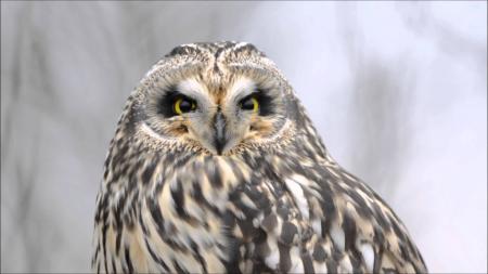 Short Eared Owl