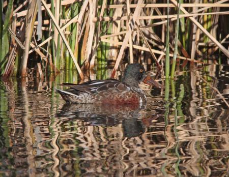 SHOVELER, NORTHERN (1-27-11) patagonia lake, scc, az -01