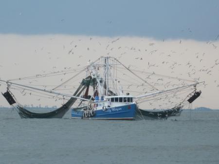 Shrimp Boats