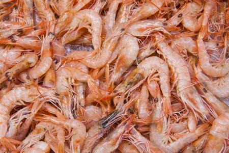 Shrimps