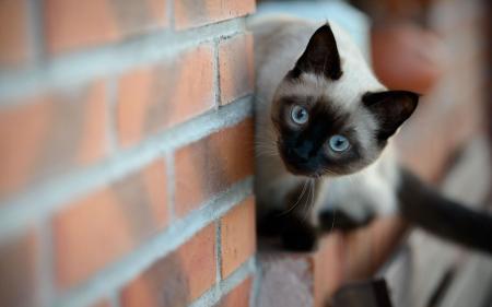 Siamese Cat