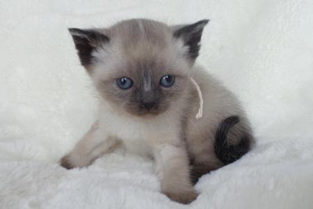 Siamese Kitten