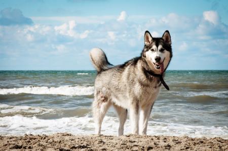 Siberian husky dog on beach