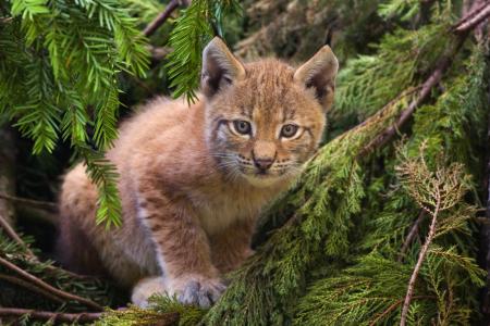 Siberian Lynx