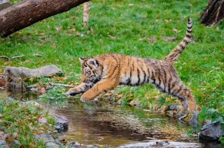 Siberian Tiger Cub Jumping