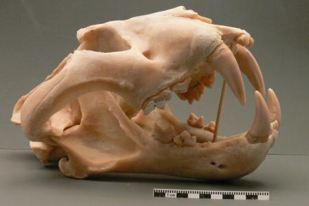 Siberian Tiger Skull