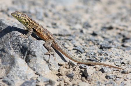 Side Blotched Lizard