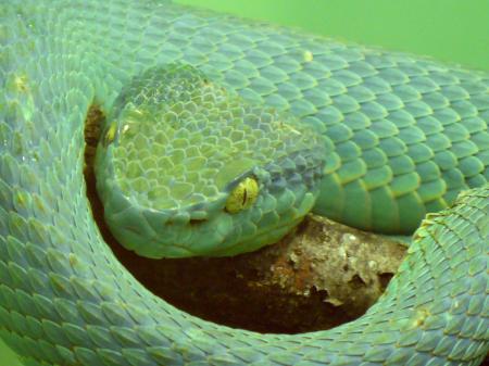 Side Striped Palm Viper