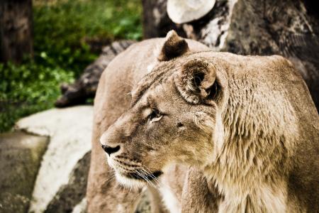 Side View Image of a Yellow Tiger