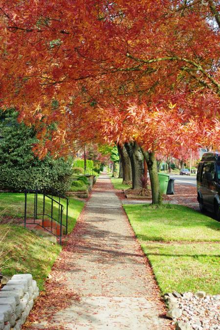 Sidewalk in Autumn