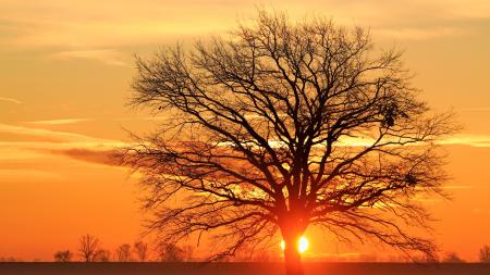 Silhouette Bare Tree Against Sky during Sunset