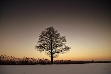 Silhouette Bare Tree on Landscape Against Sky during Sunset