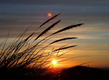 Silhouette Image of Fountain Grass during Sunset in Close Up Photography