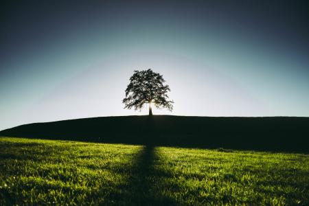 Silhouette of a Tree