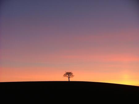 Silhouette of a Tree