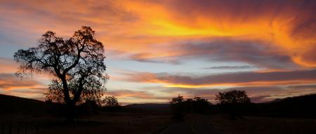 Silhouette of a Tree at Golden Hour