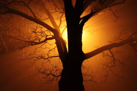 Silhouette of Bare Tree Against Sunlight