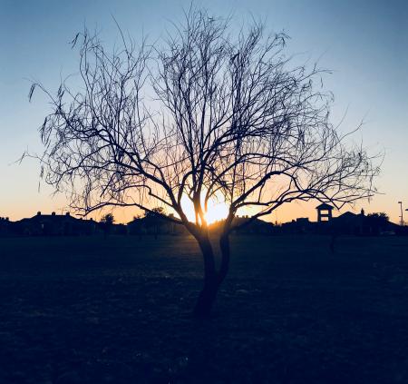 Silhouette of Bare Tree during Sunset