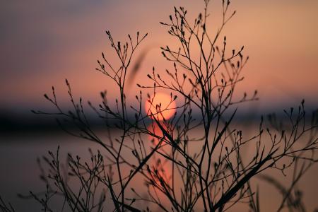 Silhouette of Bare Tree during Sunset