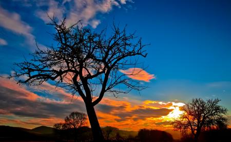 Silhouette of Bare Tree during Sunset