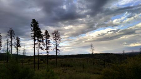 Silhouette of Bare Tree Under Gray Cloudy Sky