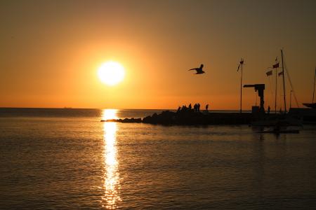 Silhouette of Bird Near Body of Water during Sunset