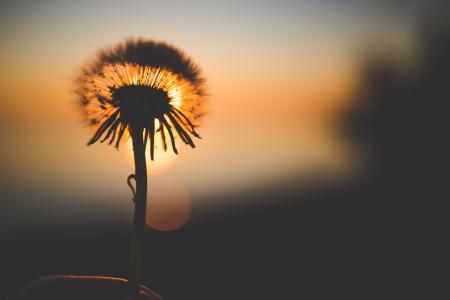 Silhouette of Dandelion Behind Sun