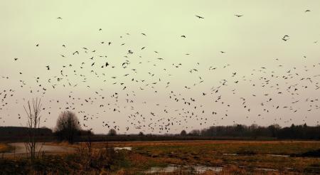 Silhouette of Flock of Birds