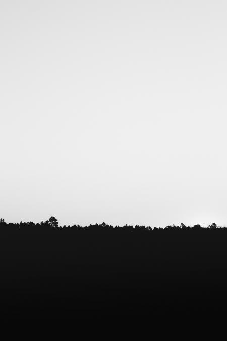 Silhouette of Grass Under White Sky