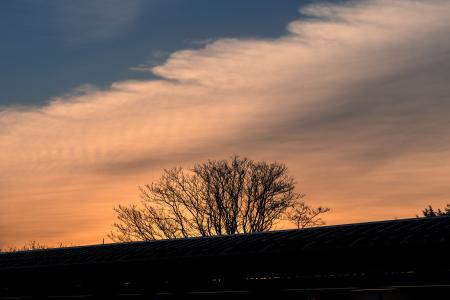 Silhouette of Leafless Tree Under Cloudy Sky