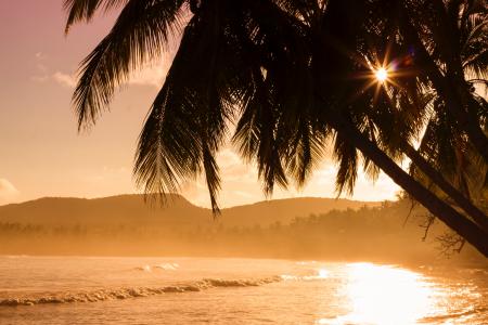 Silhouette of Palm Tree Near Body of Eater