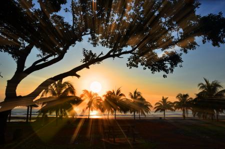 Silhouette of Palm Trees