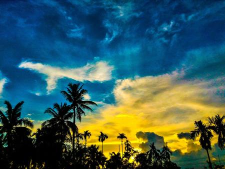 Silhouette of Palm Trees Under Blue and Yellow Sky