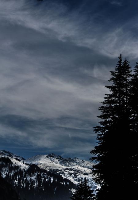 Silhouette Of Pine Tree